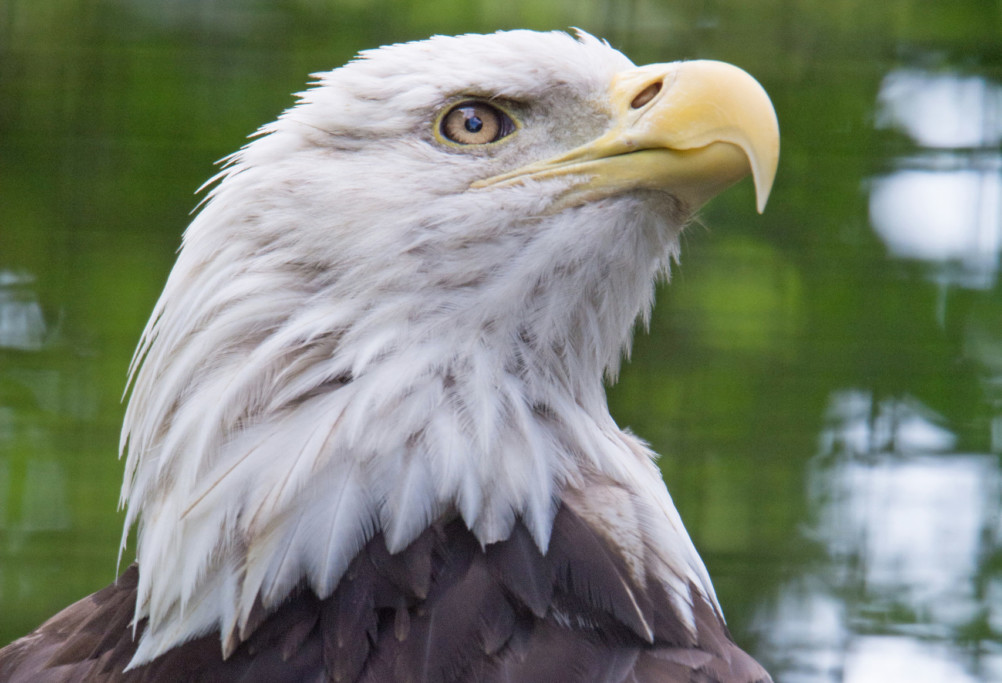 Weißkopfseeadler im Zoo / Daphne Winter