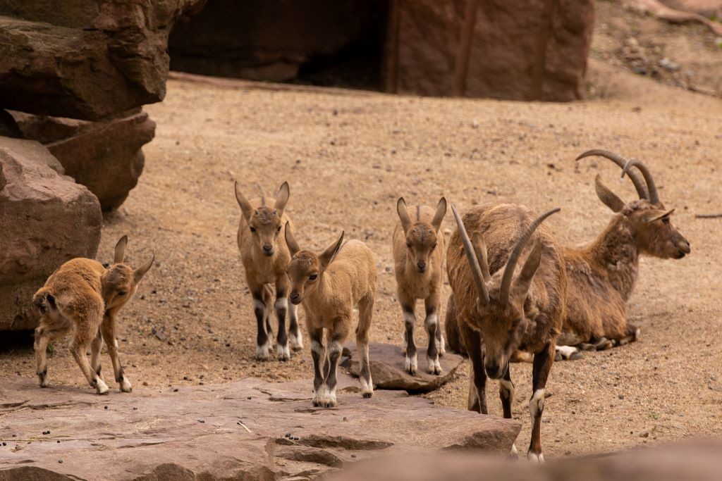 Nachwuchs bei den Nubischen Steinböcken_Zoo Magdeburg