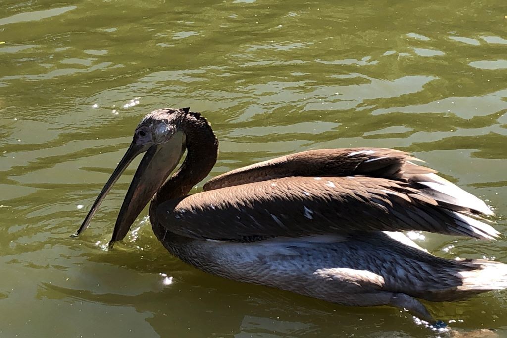 Ein Rosapelikan ist in Naturbrut im Zoo Magdeburg geschlüpft. Quelle: Zoo Magdeburg