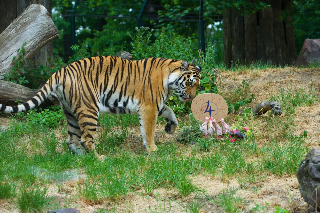 Tigerin Stormi feiert 4. Geburtstag / Zoo Magdeburg