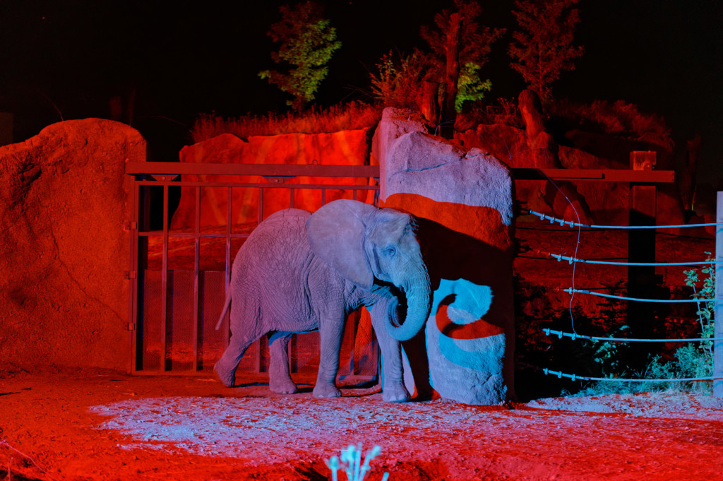 Erlebnis Zoo bei Nacht / Thomas Werner