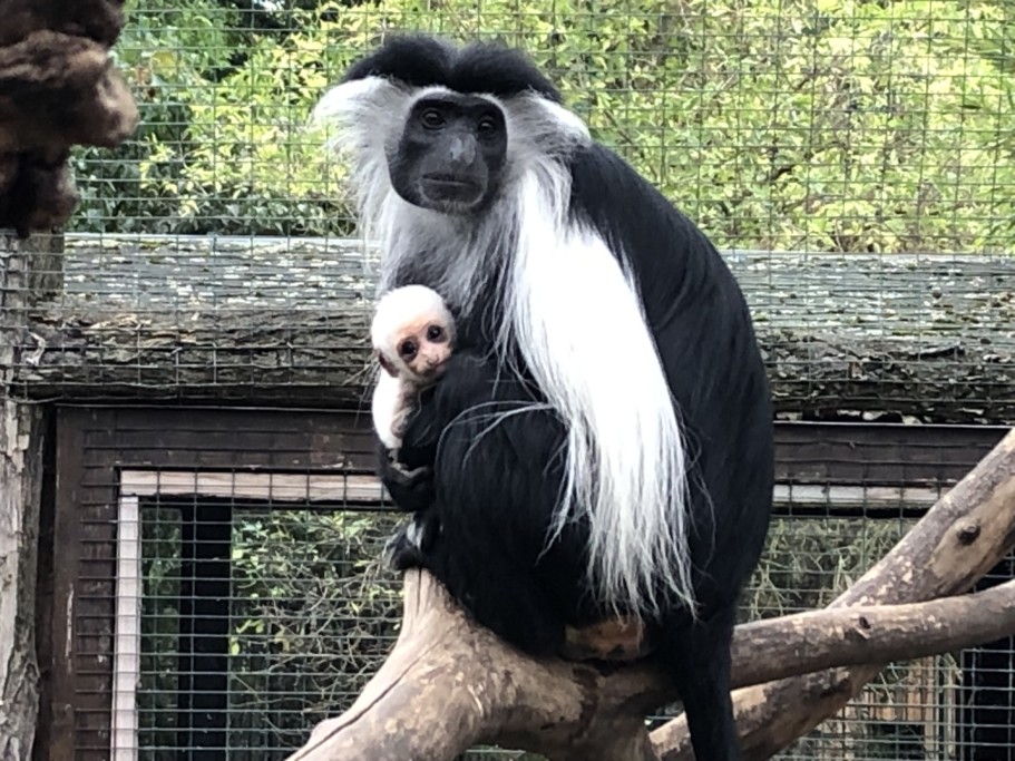 Nachwuchs beim Angola-Stummelaffen / ZOO Magdeburg