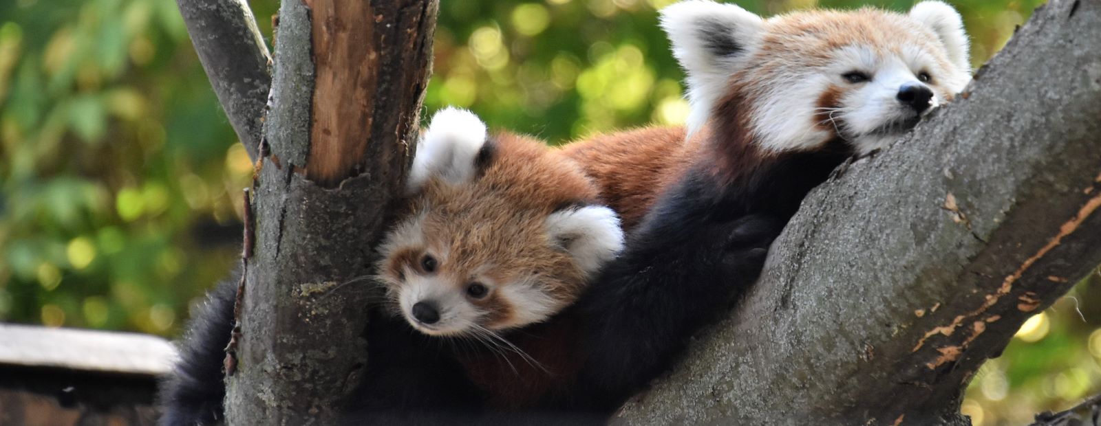 Roter Panda  Zoologischer Garten Magdeburg