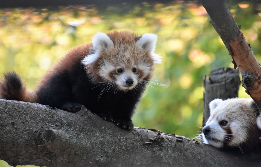 Der Zoo Magdeburg ist Partner des Red Panda Network / Zoo Magdeburg