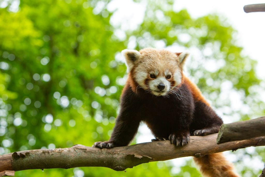 Zoo Partner des Roten Panda Netzwerkes