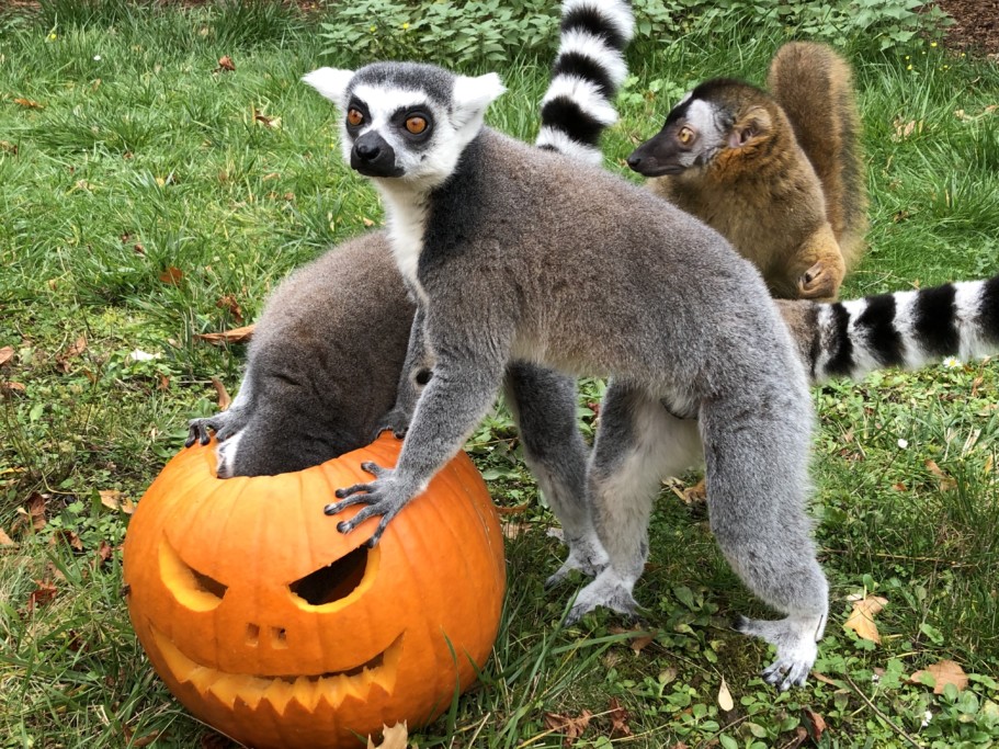 Überraschungen bei den Halloween-Tagen  29.10.-31.10.2022_Zoo Magdeburg_Regina Jembere