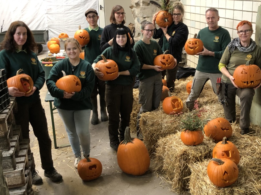 Vorbereitungen für Halloween im Zoo: Emsige Zoomitarbeiter in der Kürbisschnitzer-Werkstatt_Zoo Magdeburg_Regina Jembere  