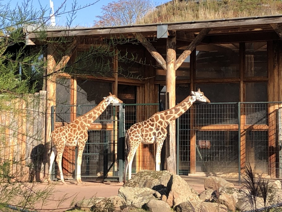 Rothschild-Giraffen Zarah und Shani (vlnr) / Zoo Magdeburg