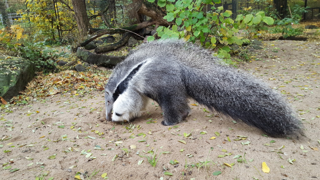 Ameisenbär-Nachwuchs bei der Futtersuche / Zoo Magdeburg