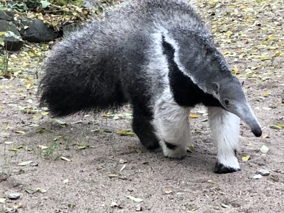 Großer Ameisenbär 9 Monate alt - Zoo Magdeburg