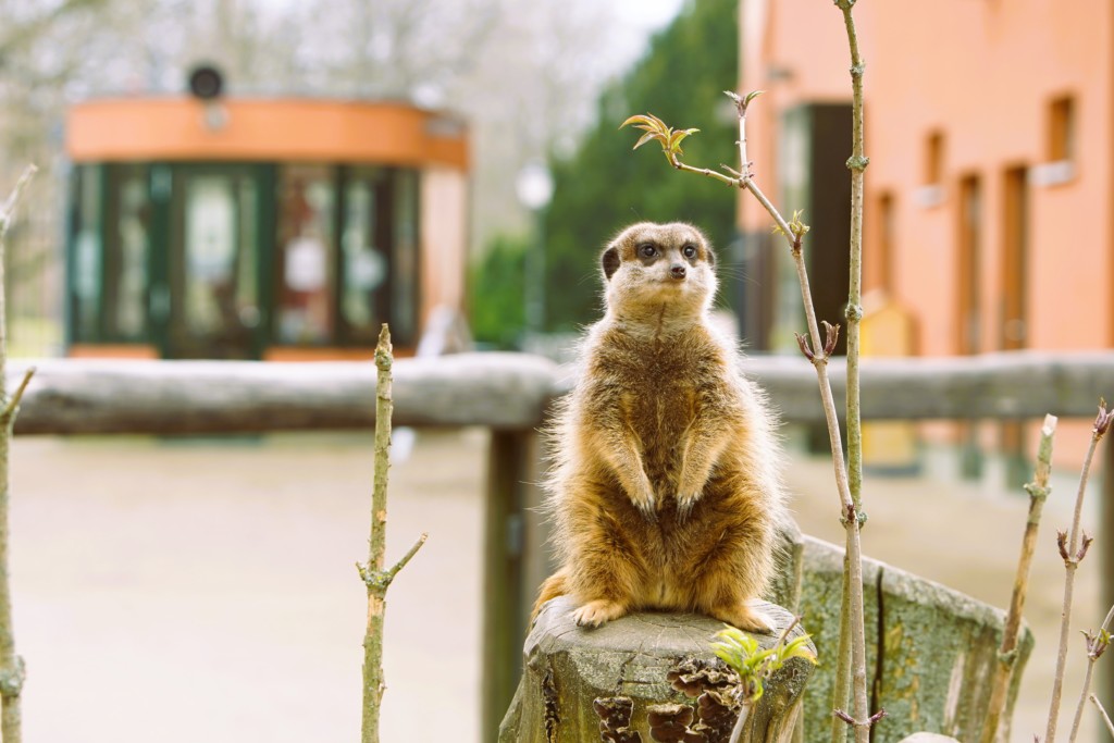 Erdmännchen wartet auf Zoobesucher_Zoo Magdeburg_Thomas Rolle