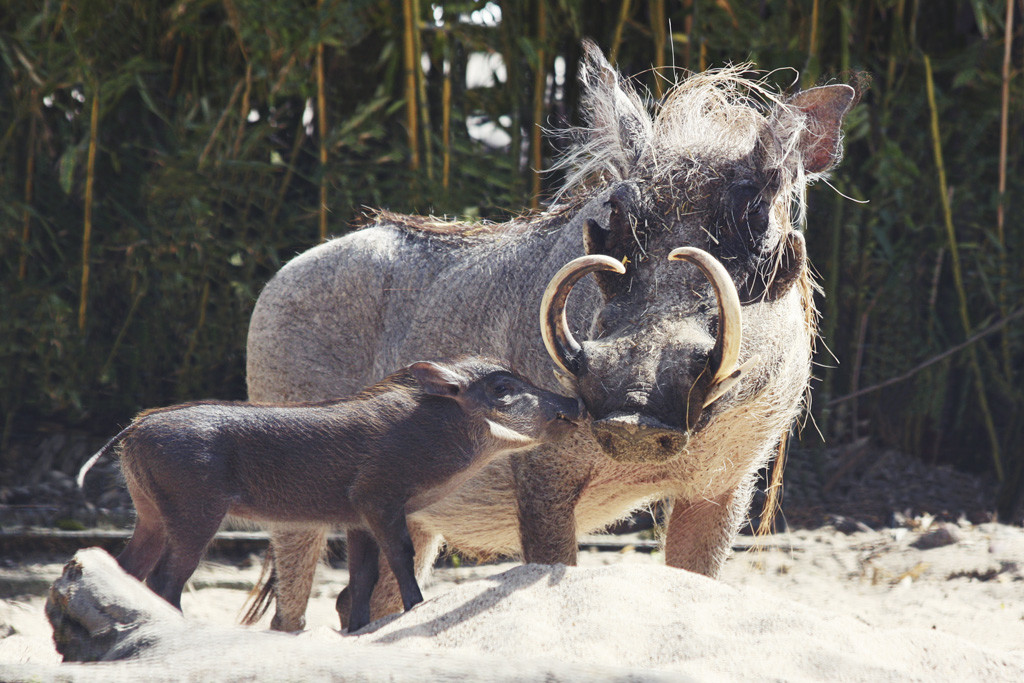 Nachwuchs Warzenschwein im Zoo Magdeburg / Foto: Katharina Ruhs