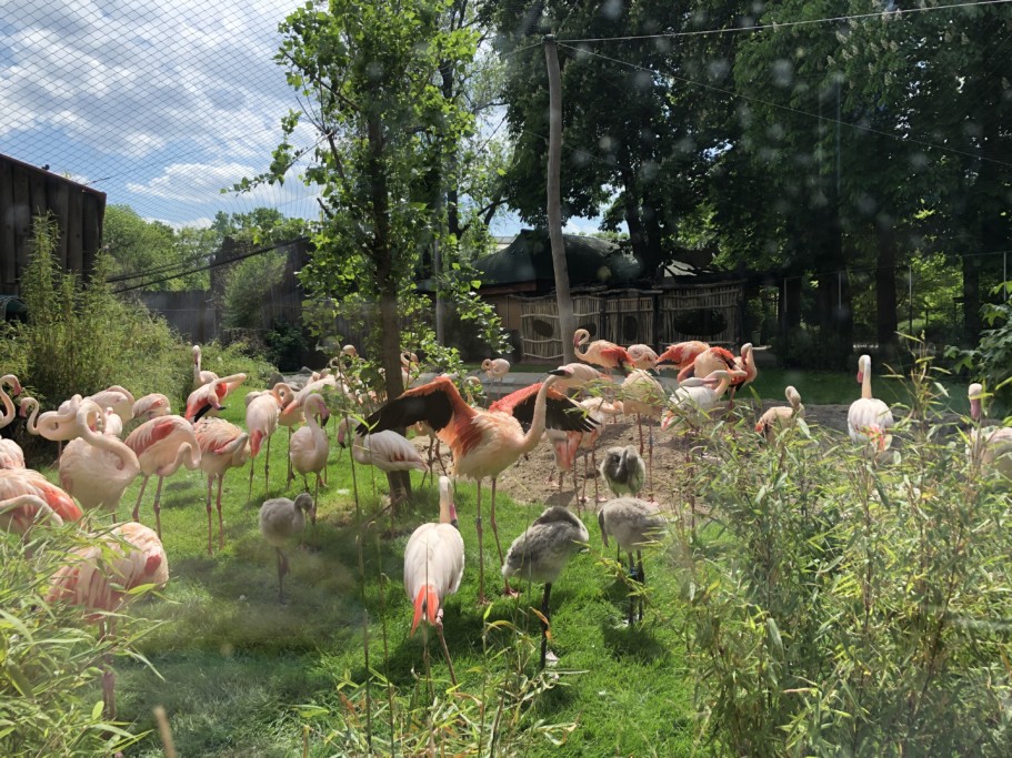Rosaflamingo-Küken in übernetzter Anlage / Zoo Magdeburg