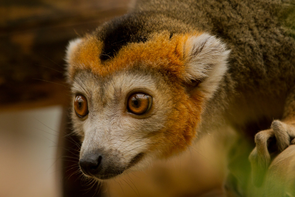 Stark gefährdet: Kronenmaki / Zoo Magdeburg / Kai Malter