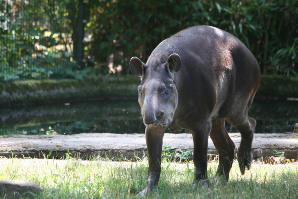 Im Zoo Magdeburg lebt das älteste Flachlandtapir-Weibchen Europas / Zoo Magdeburg_Katharina Ruhs