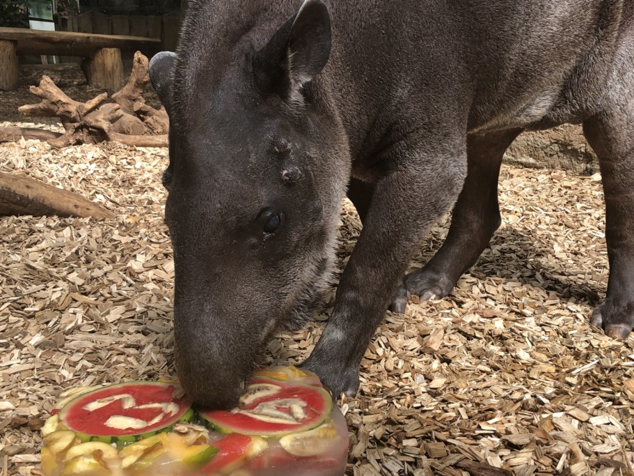 Europas ältestes Flachlandtapir-Weibchen Meta / Zoo Magdeburg_Regina Jembere