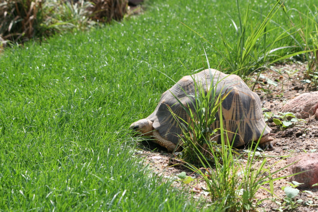 Die Strahlenschildkröte bewohnt die neue Anlage am Giraffenhaus. Zoo Magdeburg /Katharina Ruhs