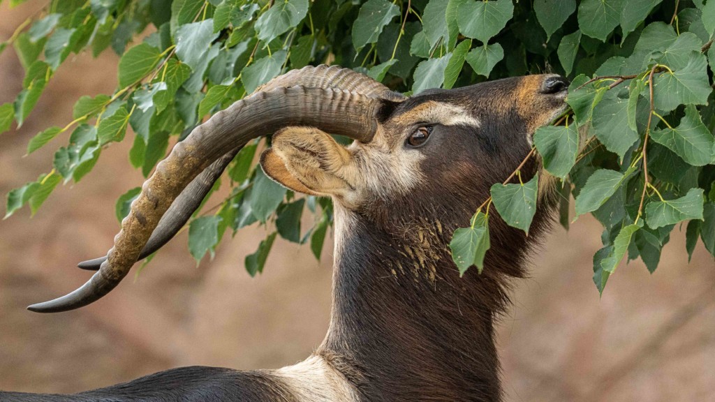 Neu: Weißnacken-Moorantilope / Zoo Magdeburg_Renke Möller