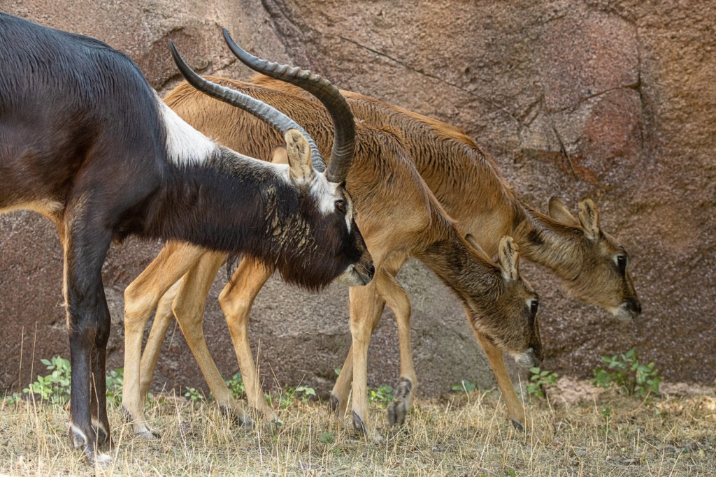 Gruppe Weißnacken-Moorantilope / Zoo Magdeburg_Renke Möller