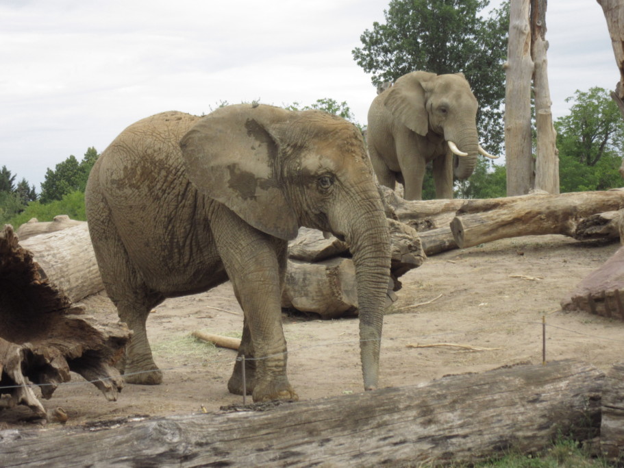 Afrikanische Elefanten Mwana und Kando gemeinsam auf der Außenanlage / Zoo Magdeburg_Thomas Rolle