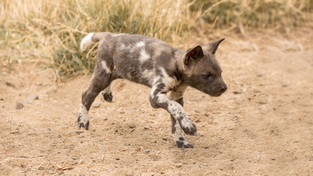 Erstzuchterfolg Afrikanischer Wildhund / Zoo Magdeburg