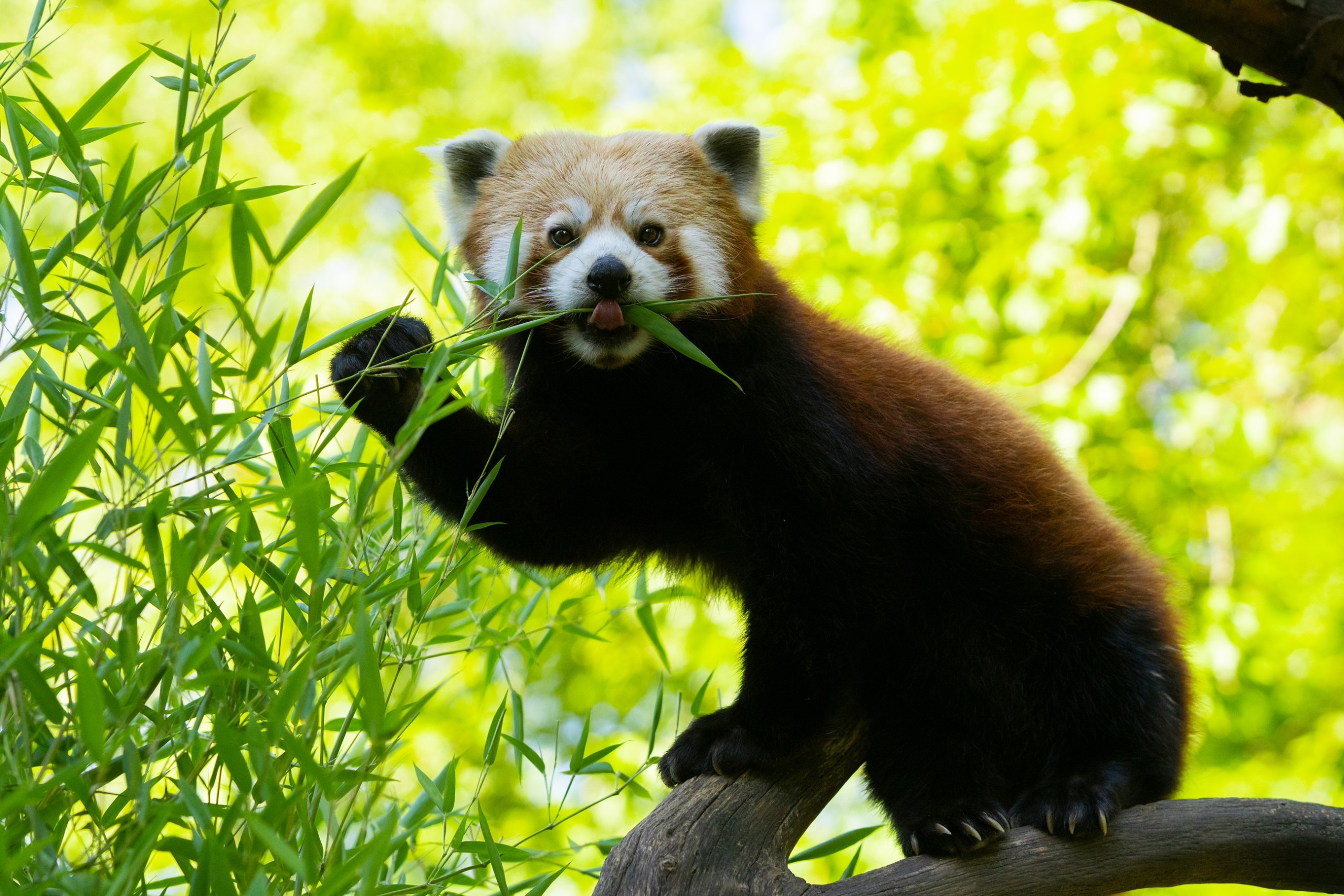 Rote Pandas im Zoo Heidelberg: International Red Panda Day“ zum Schutz der  Tiere - Leimen-Lokal