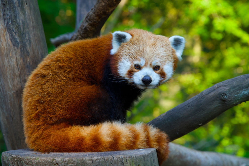 Red Panda Day am 17./18.09.2022 / Zoo Magdeburg_Thomas Rolle