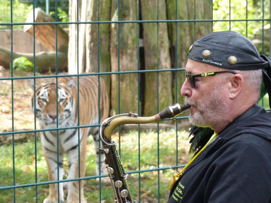 Tigerpate Uli Haase vom SAX'N-Anhalt Orchester überbringt Tiger Kratz einen musikalischen Gruß /Zoo Magdeburg_Felix Husemann