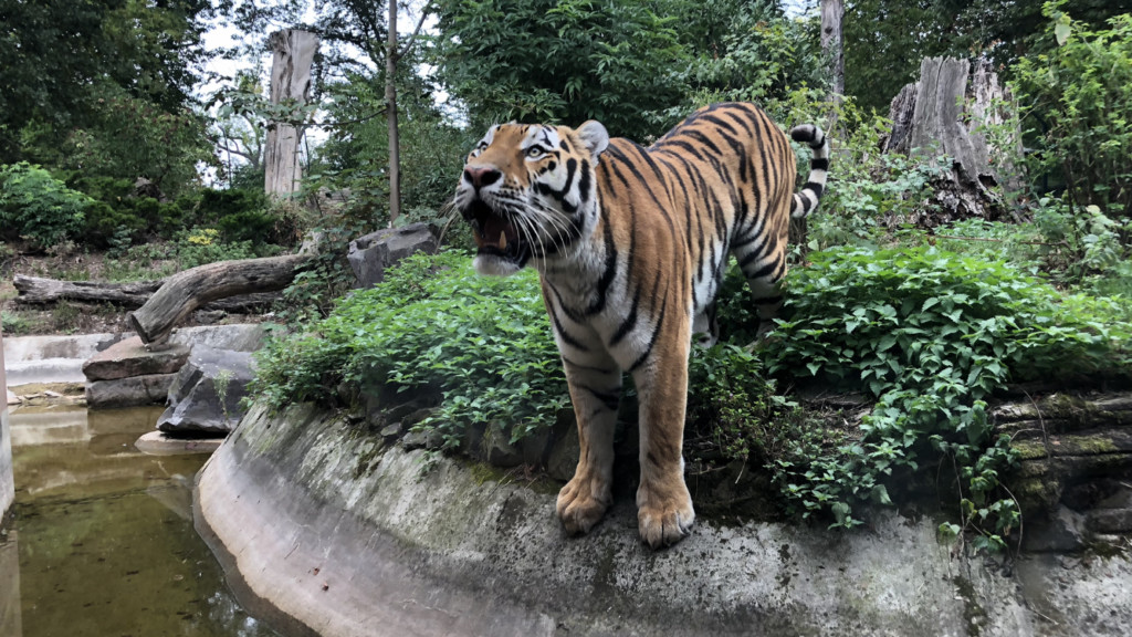 Neuer Sibirischer Tigerkater bekommt musikalischen Paten / Zoo Magdeburg_Thoams Rolle