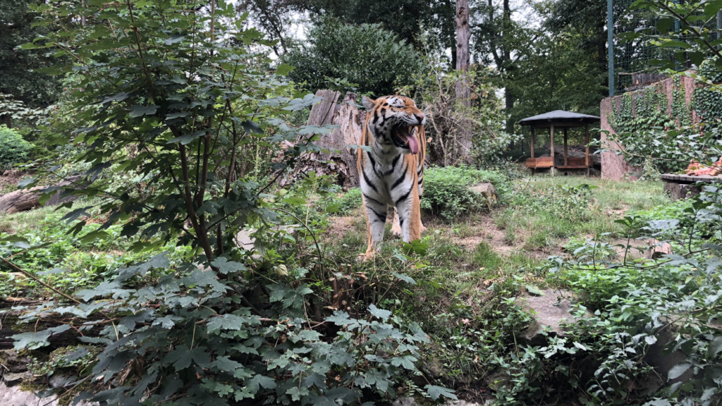 Sibirischer Tiger Kratz / Zoo Magdeburg_Thomas Rolle