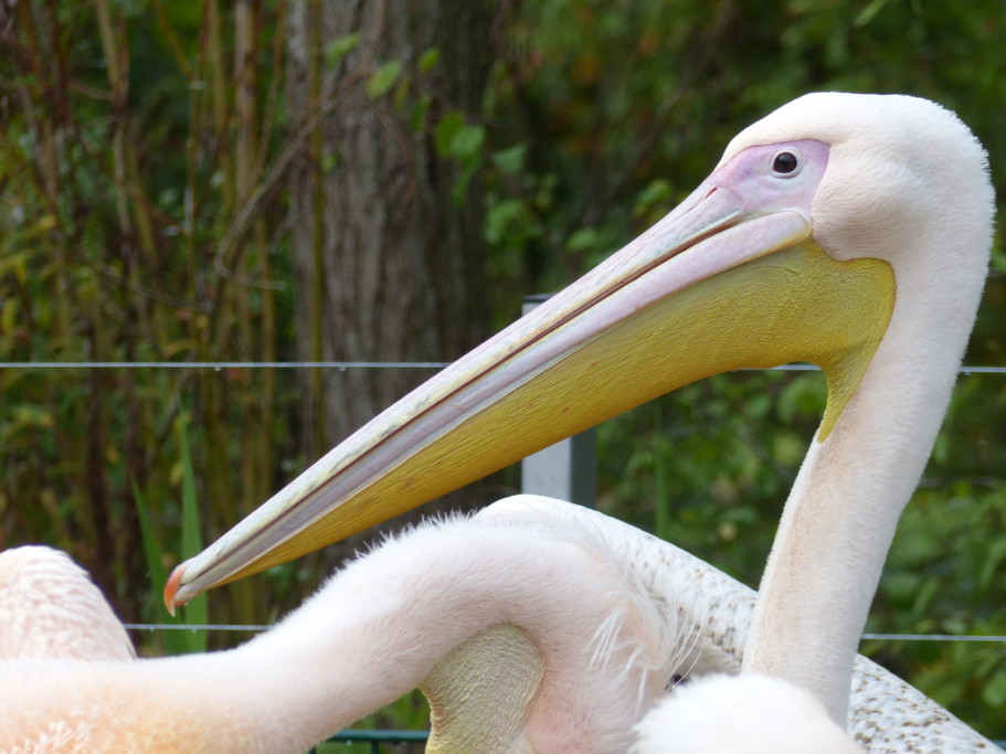 Pelikan Torsten im Farbwechsel / Zoo Magdeburg_Felix Husemann