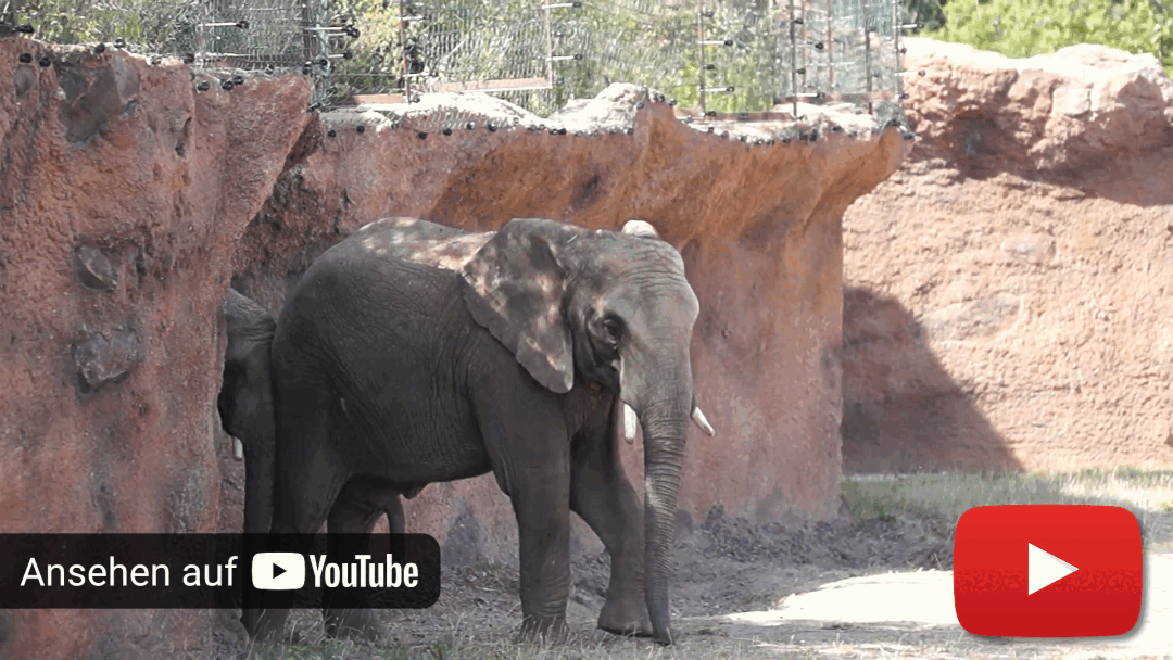 Elefantenbullen Moyo und Uli