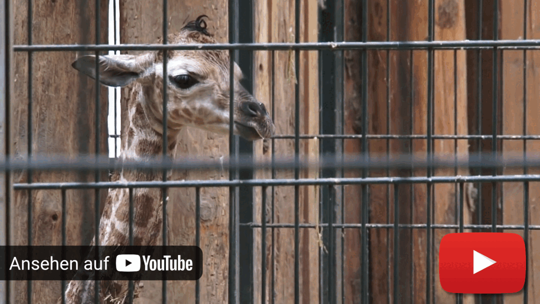 Giraffengeburt im Magdeburger Zoo