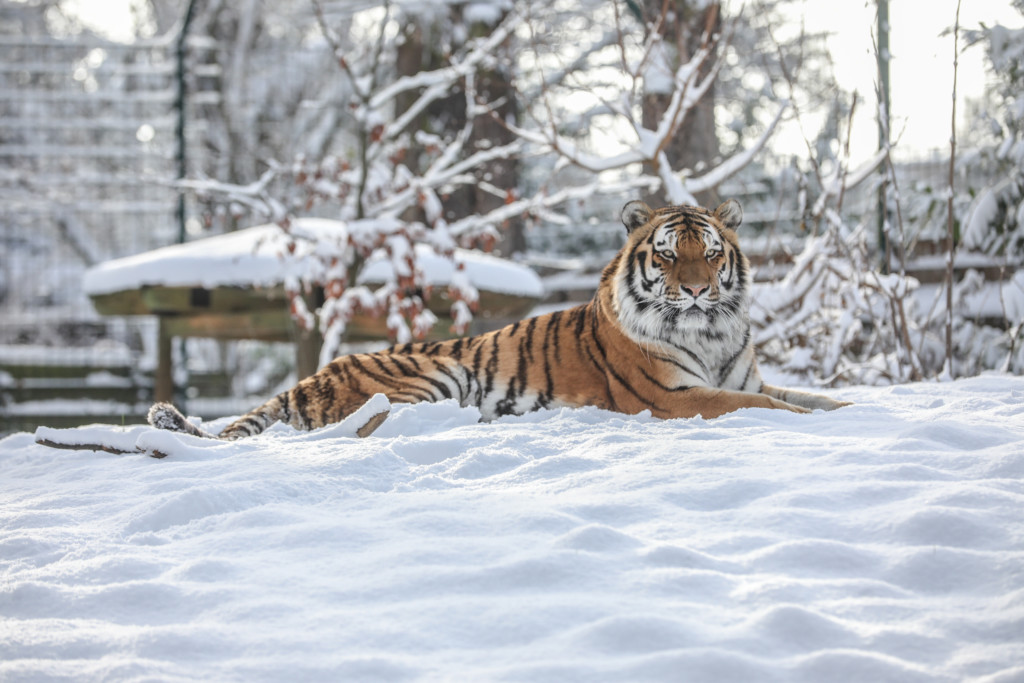 Winterferien-Programm  im Zoo Magdeburg