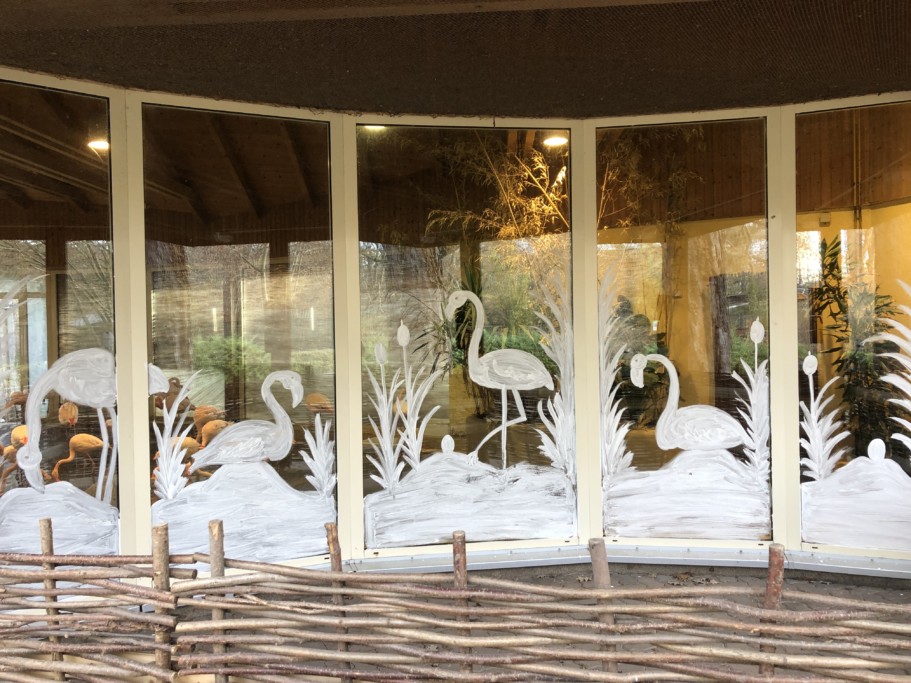 Vorzeitige Brut bei den Rosaflamingos_Zoo Magdeburg_Regina Jembere
