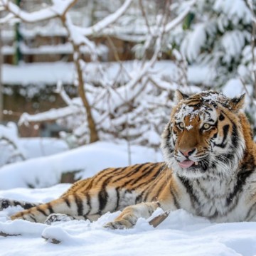 Tiger und Schneeleopard laden zum Lagerfeuer ein