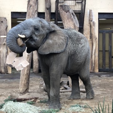 Afrikanische Elefanten: Uli wurde 12 Jahre alt!