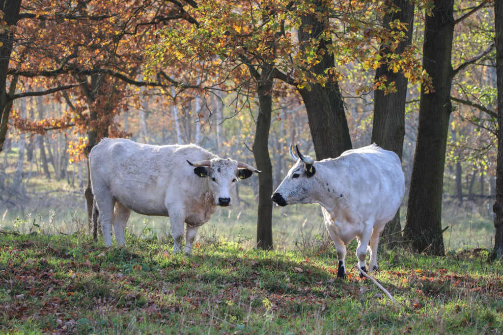 Englische Parkrinder NSG Döberitzer Heide / Jung