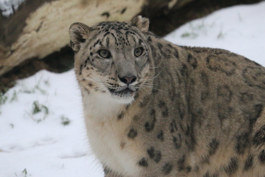 Neuling: Schneeleopardenmännchen Dalai_Espace Zoologique St Martin la Plaine