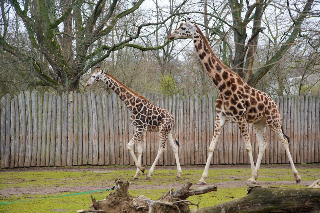 Junger Giraffenbulle Kiano mit Zahra auf Entdeckungstour / Zoo Magdeburg