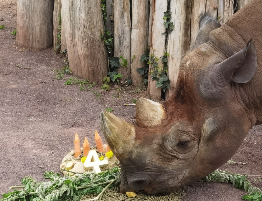 Spitzmaulnashorn Malte ist 4 Jahre alt_Zoo Magdeburg Katharina Ruhs