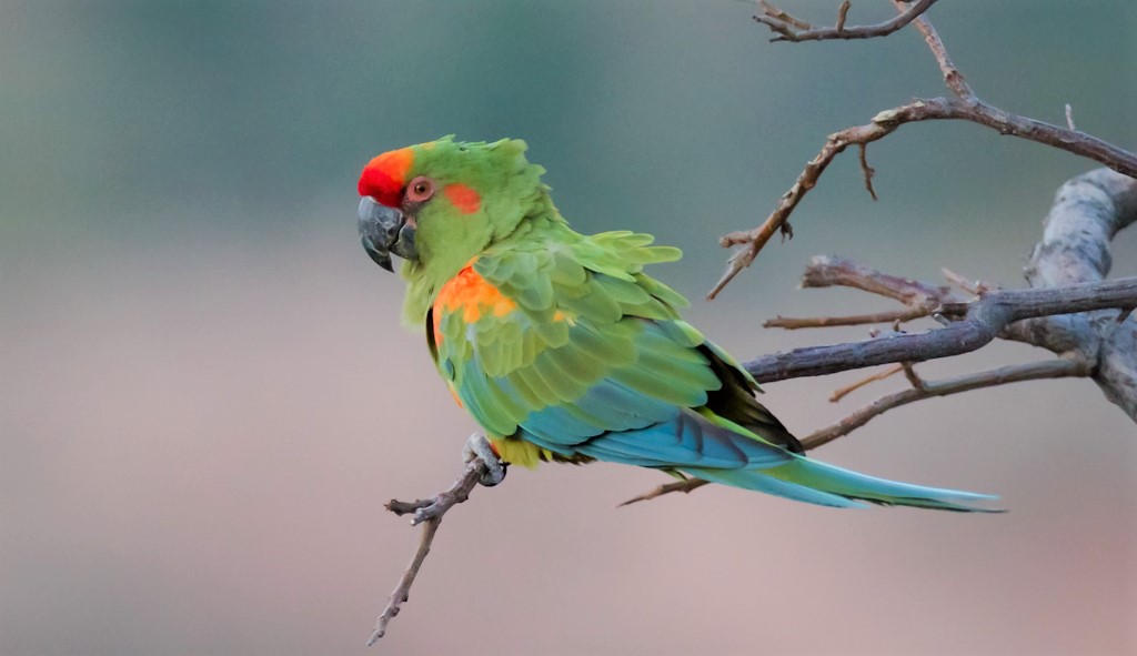 Zootier des Jahres 2023: Artenschutzprojekt für den Rotohrara in Bolivien / Macaw Paul B. Johns