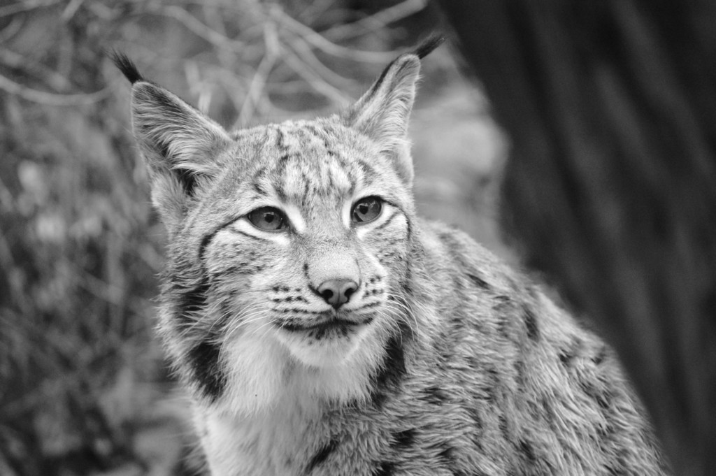 Zoo Magdeburg trauert um Karpatenluchs Sedmicka_Zoo Magdeburg