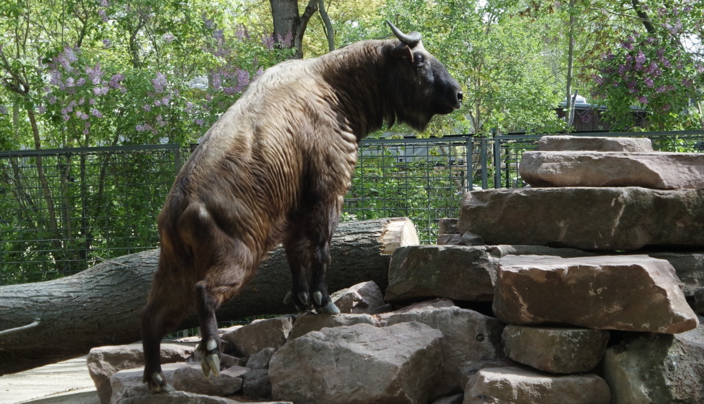 Mishmi Takin: Erstmals im Tierbestand des Zoos / Zoo Magdeburg_Thomas Rolle