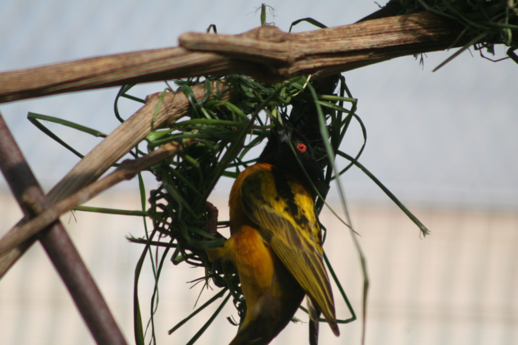 Webervogel Nestbau  / Zoo Magdeburg Katharina Ruhs
