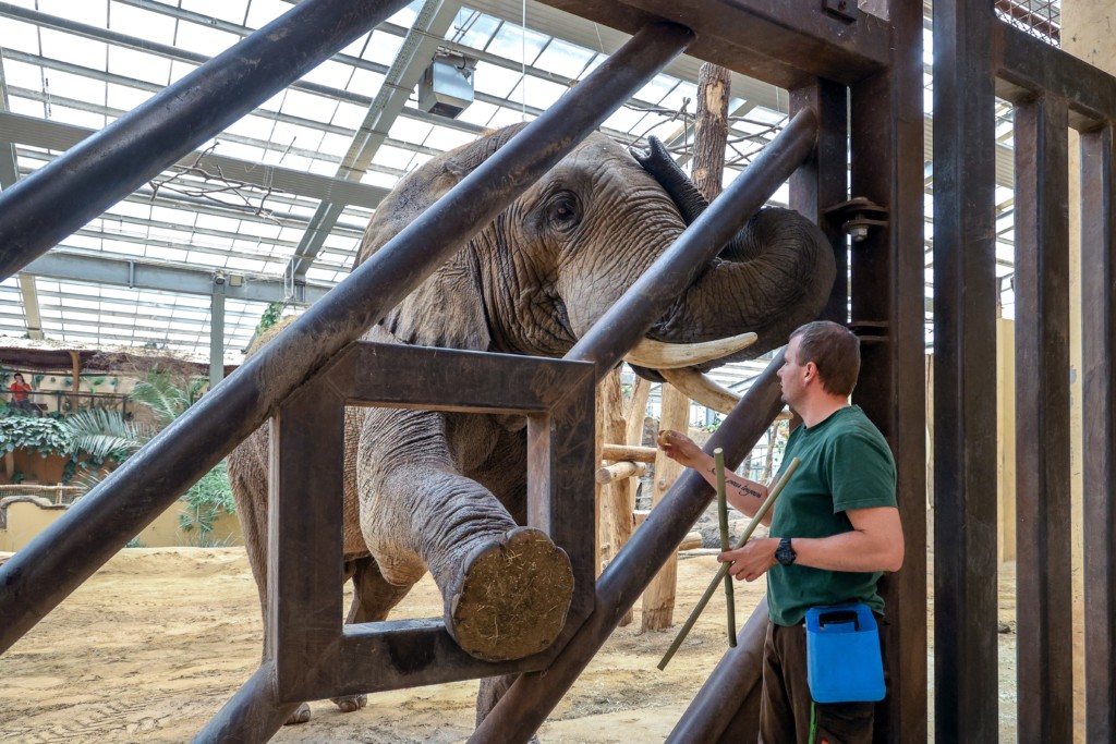 Medizinisches Elefantentraining mit Target Bambusstangen / Zoo Magdeburg Viktoria Kühne