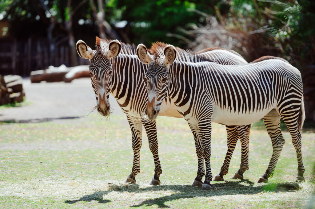 Die Savanne entdecken: Grevy Zebras im Zoo Magdeburg / Zoo MD / Andreas Lander