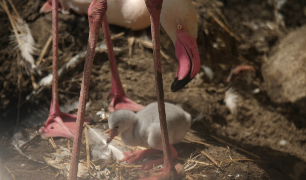 Rosaflamingo-Küken / Zoo Magdeburg
