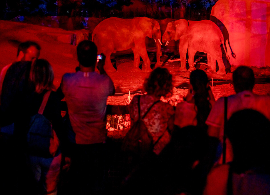 Zoonacht: Begegnungen mit Elefanten / Andreas Lander © www.AndreasLander.de