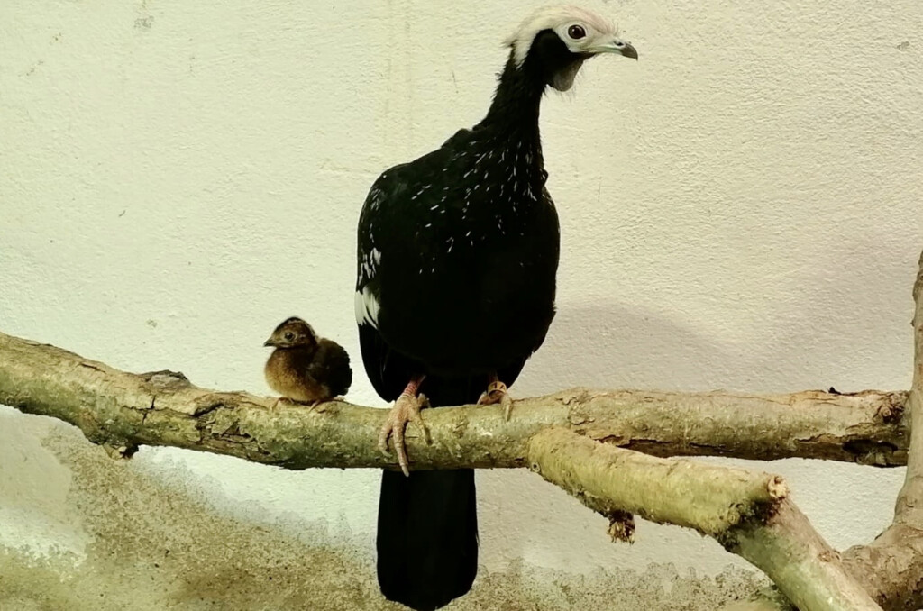 Blaukehlguan mit Nachwuchs_Zoo Magdeburg